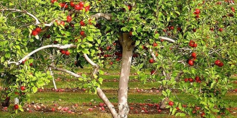 Stablo jabuke ne cvjeta u proljeće: šta učiniti